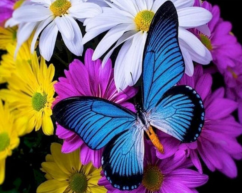 Amparo Miranda® Diamantový obrázek Modrý motýl
