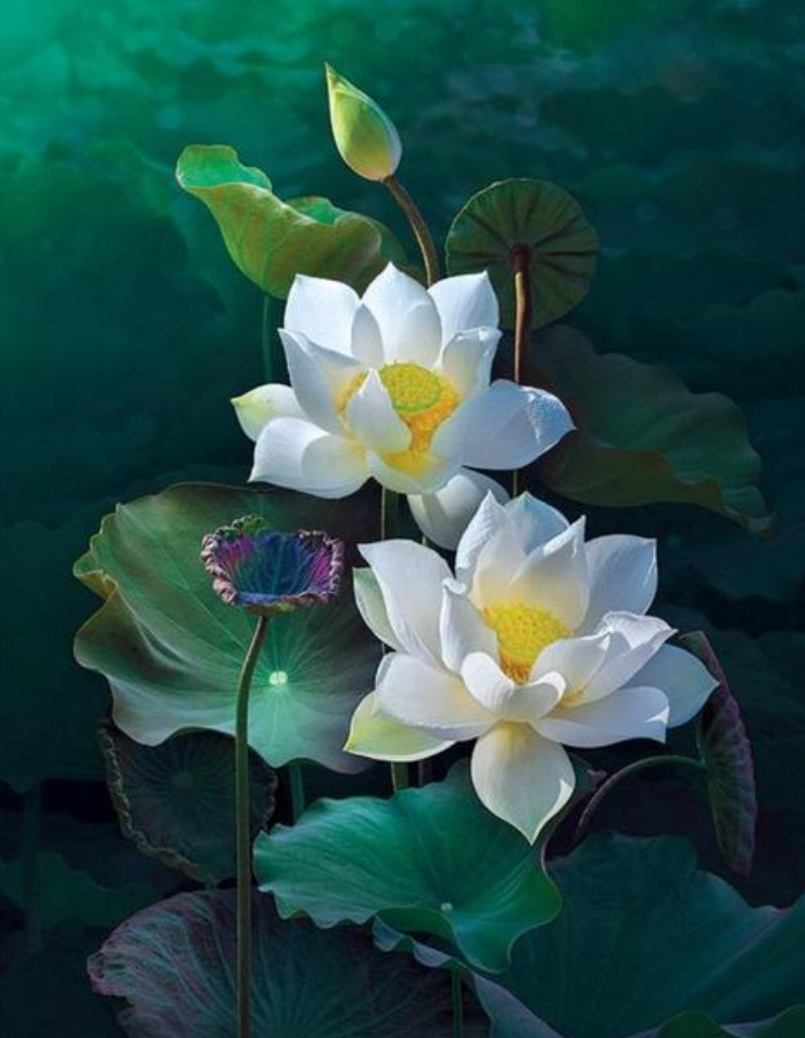Amparo Miranda® Malování podle čísel Lotosový květ AM101